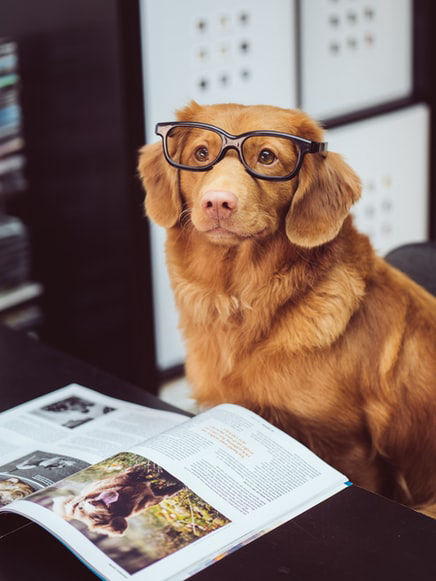 Smart dog with glasses looking at book 