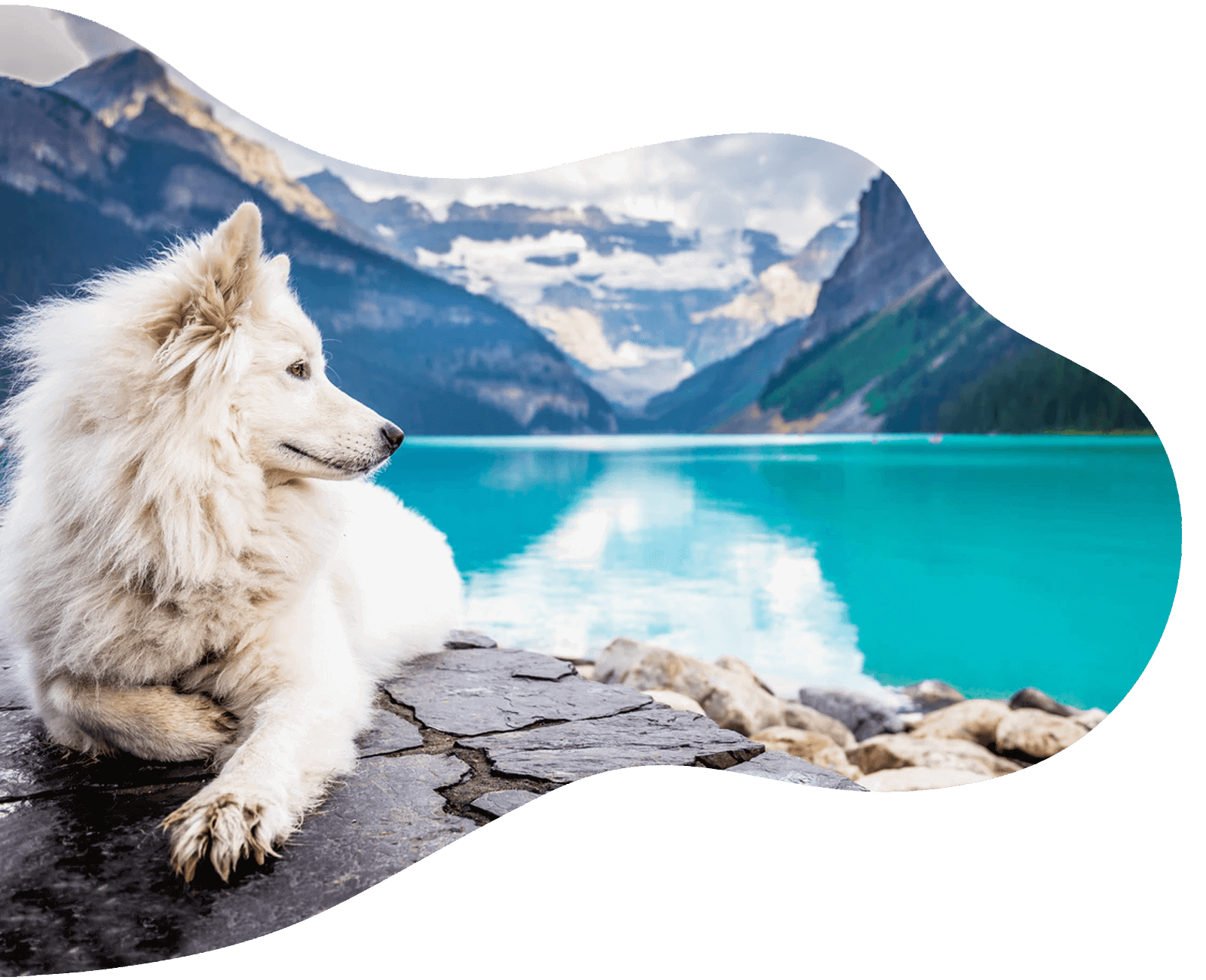 dog lying down near a lake